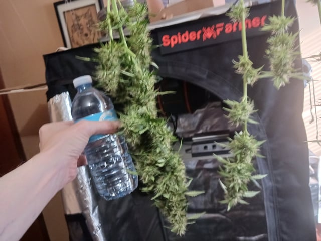 9lbhammer feminized  — harvest, day 86