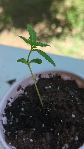 Freya's Honey — seedling_rooting, day 14