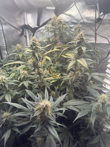 Key Lime Pie — flower, day 66