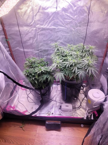 2 Week Old Babies — vegetative, day 28