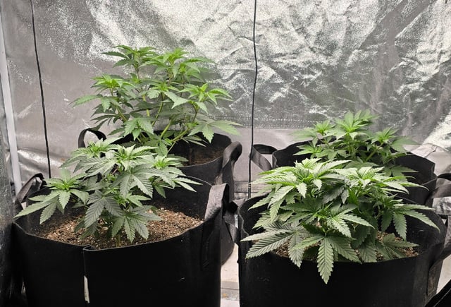 SGC & GWS — vegetative, day 46