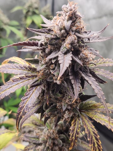 Another round of Mephisto Genetics from Schoolyard Crush and Do-si-delirium drops. — flower, day 77