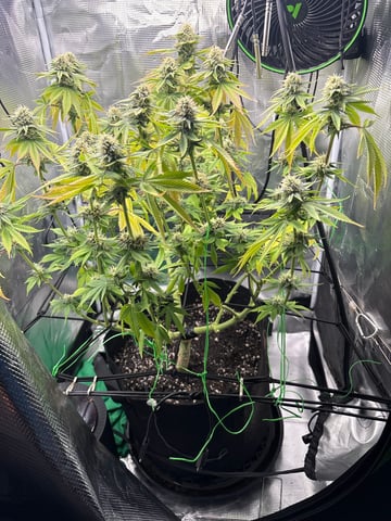 Blackberry Kush — vegetative, day 69