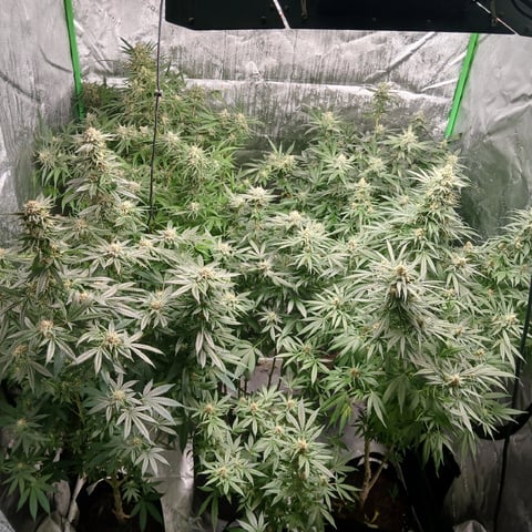 run #3 — flower, day 83