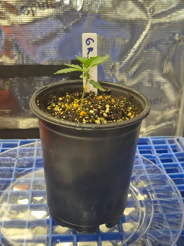 Grow 1 2026 Gelato Rainbow Sherbert  — seedling_rooting, day 2