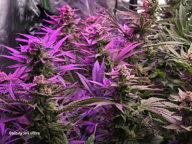 Hazy Daze — flower, day 91