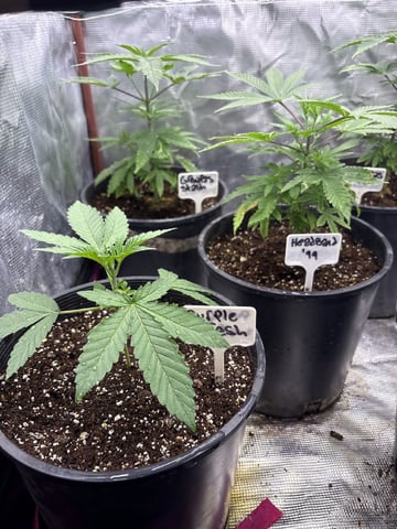 first grow in new 2x2 — vegetative, day 43