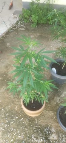 Prentwins — flower, day 109