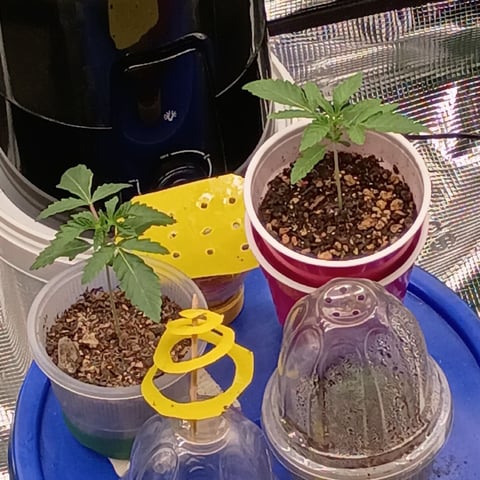 TentPlantLightFan — vegetative, day 36