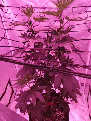 CountryG  — flower, day 89