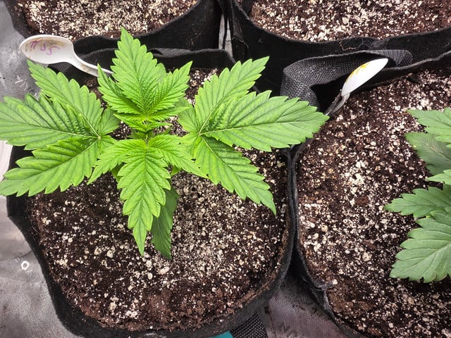 Hazy Daze — vegetative, day 10