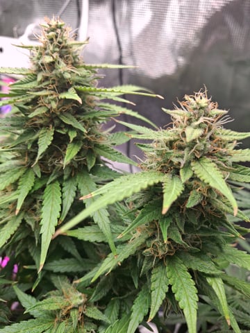 SoFloBudz — flower, day 73