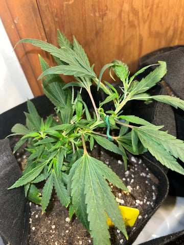 Indoor Grow  — flower, day 98