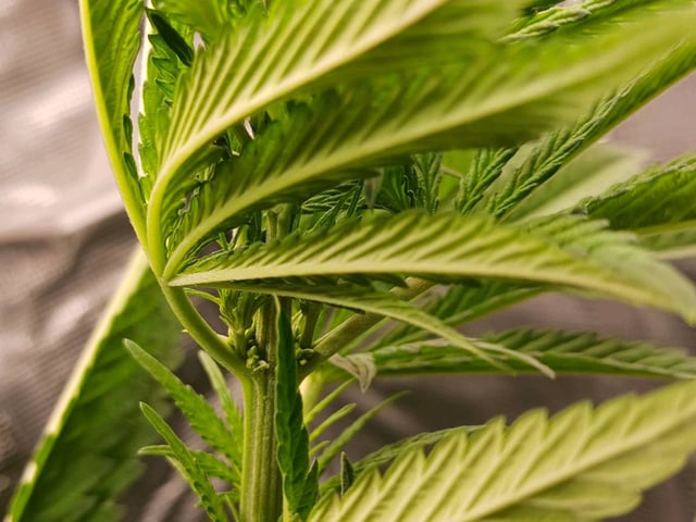 4th grow  — flower, day 165