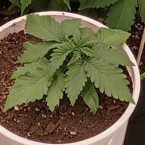TentPlantLightFan — vegetative, day 48