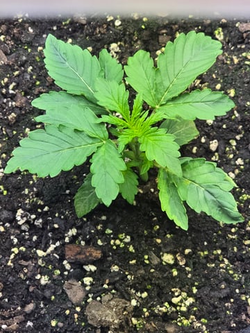 2nd Autoflower Indoor Grow — vegetative, day 17