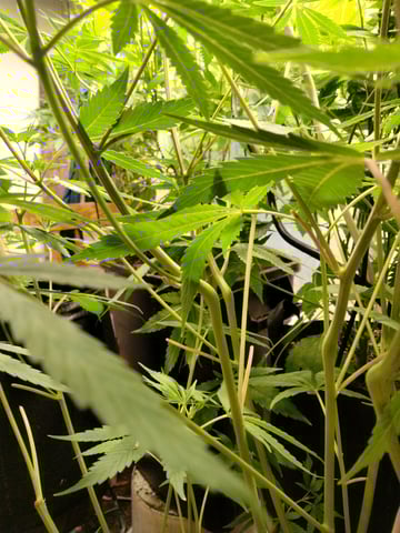 jay seaton  — vegetative, day 8