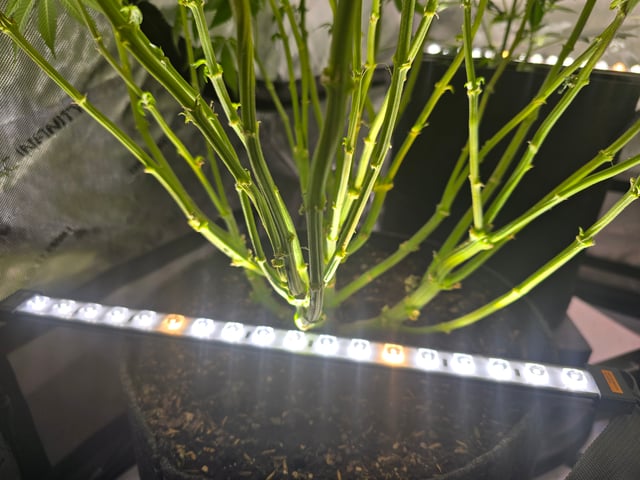 Purple Haze  — flower, day 70