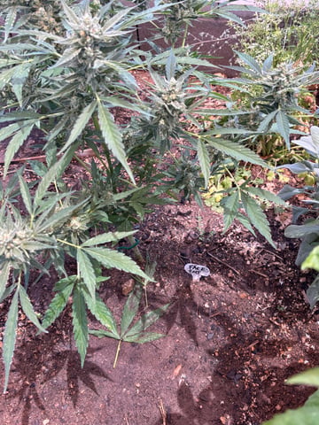 3 seeds  — flower, day 81