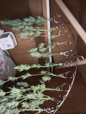 easy bud auto & nothern lights auto — harvest, day 69