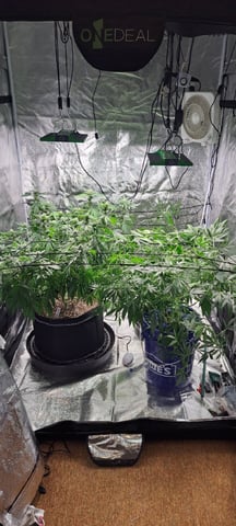 Hawaiian Haze  — flower, day 112