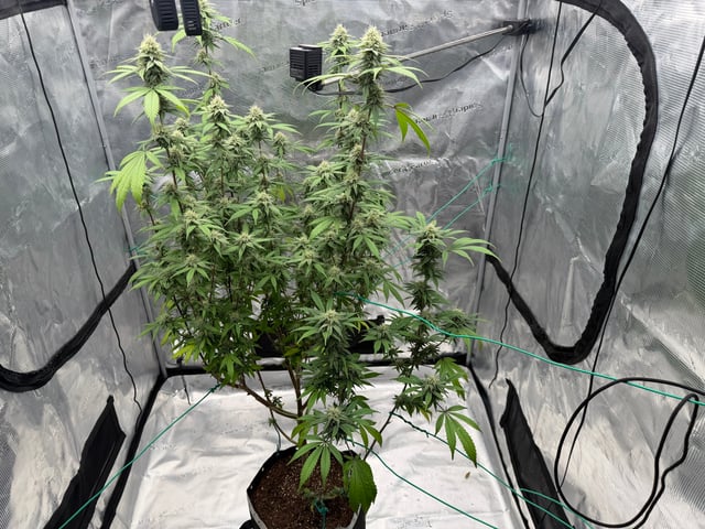  Apple fritter  Clones round two — flower, day 203