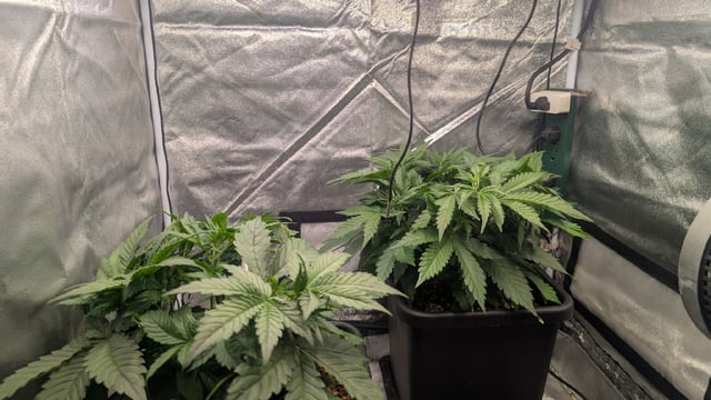 Grow 3 — vegetative, day 31