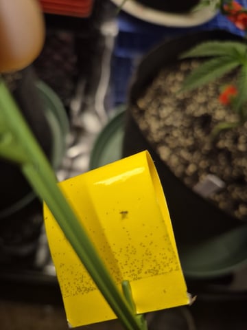 Grow 1 2026 Gelato Rainbow Sherbert  — vegetative, day 37