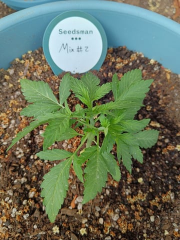 SeedBank Auto #1 — seedling_rooting, day 22