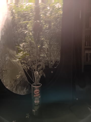 Pickle Rick — flower, day 58