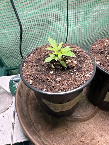 first indoor — vegetative, day 20