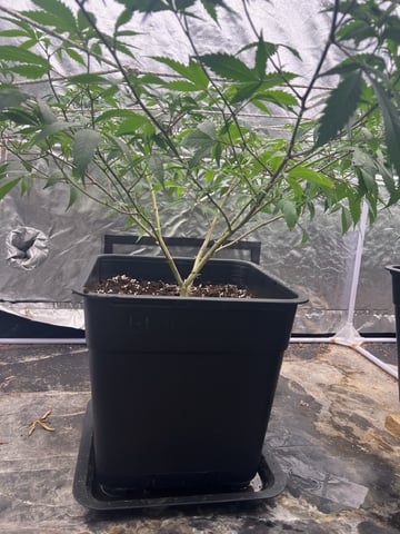 3rd gen clone — flower, day 2