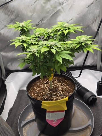 Barney's Farm - Pink Mist