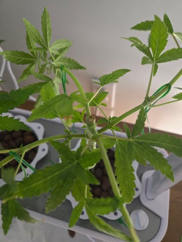 1st Grow — flower, day 29