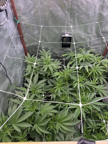 first grow in new 2x2 — flower, day 60