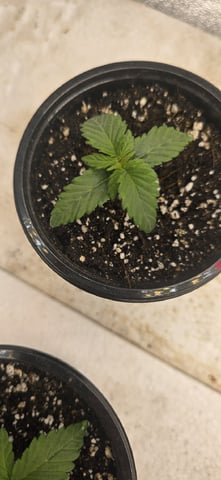 SGC & GWS — vegetative, day 14