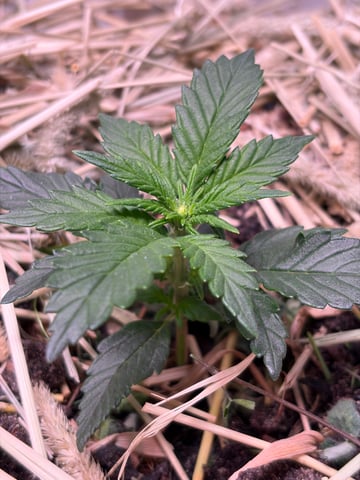 510 First Run! — flower, day 29