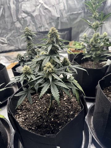 SSH and BD — flower, day 50