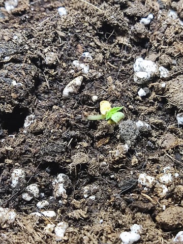 🍁Segunda Hornada — seedling_rooting, day 1