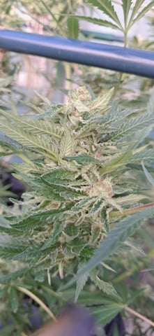 1st grow (green house)(natural) — flower, day 114