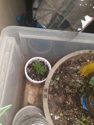 Sub Zero#12 Photoperiod Grow