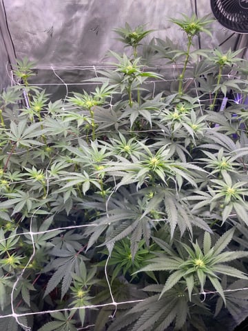 E Grow  — flower, day 10