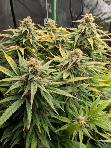 First Legal Grow — flower, day 122