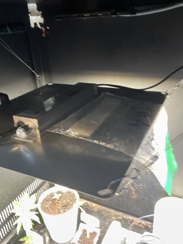 CMA  — germination, day 1