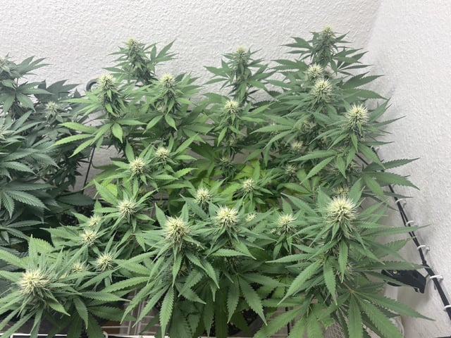 My First One ! — flower, day 2