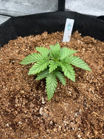 My First Four — vegetative, day 21