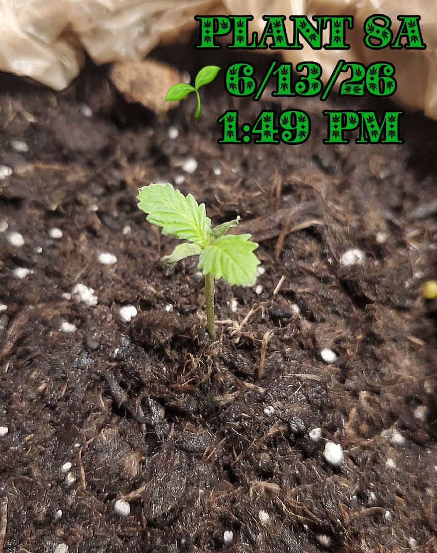 Plant 8A
