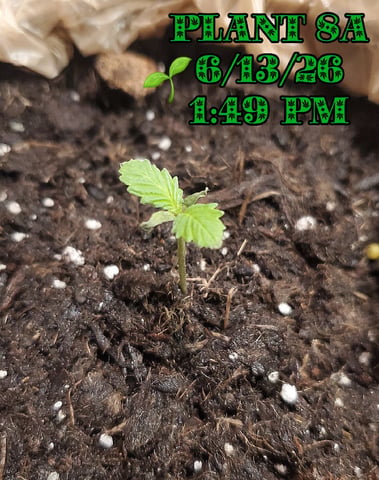 Plant 8A