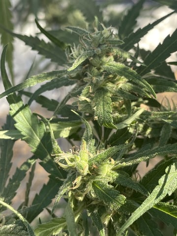  Apollo outdoor — flower, day 68