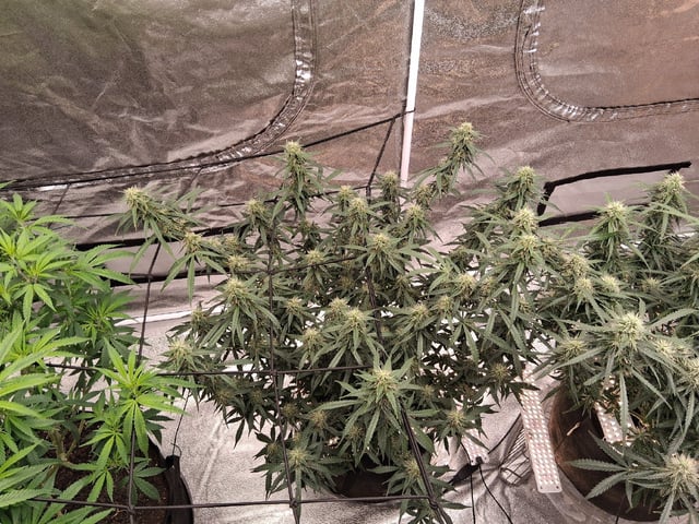 Seedman mix auto & seedman mix auto & GodFather OG — flower, day 85